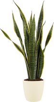 Kamerplant van Botanicly – Vrouwentongen incl. crème kleurig sierpot als set – Hoogte: 65 cm – Sansevieria Laurentii