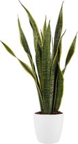 Kamerplant van Botanicly – Vrouwentongen incl. sierpot wit als set – Hoogte: 80 cm – Sansevieria Laurentii