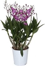 Mama's Planten - Dendrobium Berry Oda - Orchidee - Geeft Sfeer En Kleur - ↨ 40cm - ⌀ 12cm