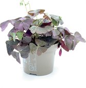 SIMPLYBLOOM.EU - Oxalis Triangularis Mijke Roze/Groen