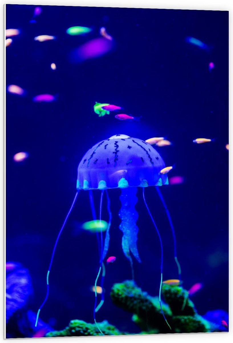 Forex - Blauwe Kwal in Aquarium - 60x90cm Foto op Forex