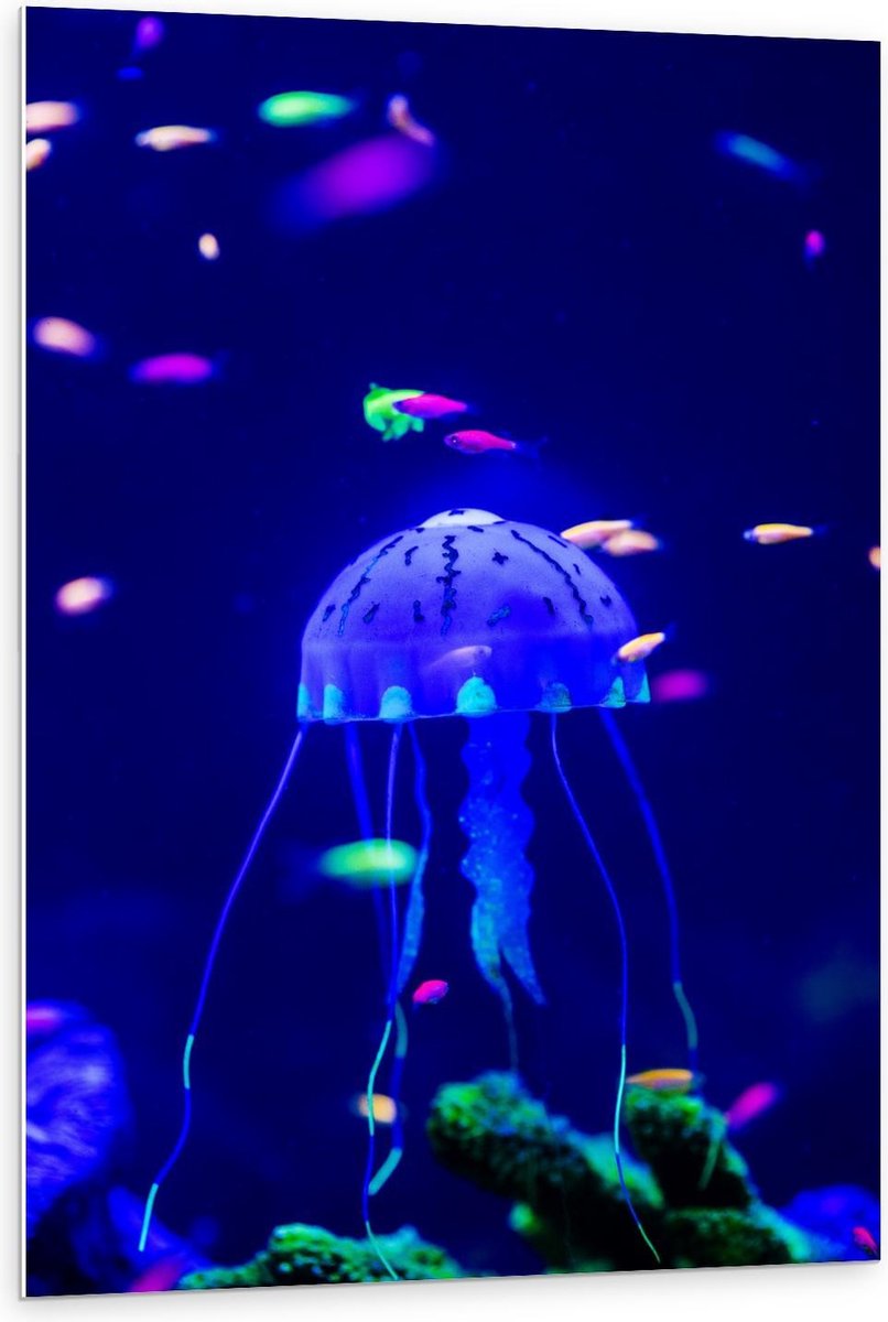 Forex - Blauwe Kwal in Aquarium - 80x120cm Foto op Forex