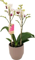 Orchidee van Botanicly – Vlinder orchidee in Zandkleurige keramiek pot 'Eline' als set – Hoogte: 50 cm, 2 takken – Phalaenopsis Multiflora Safe Haven