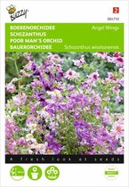 Buzzy Seeds - Boerenorchidee Angel Wings (Schizanthus)