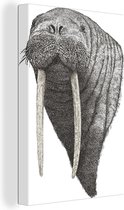 Une illustration en noir et blanc d'une tête de morse sur toile 80x120 cm - Tirage photo sur toile (Décoration murale salon / chambre) / Peintures sur toile animaux sauvages
