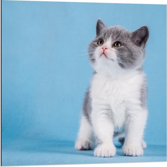 Dibond - Kitten op Blauwe Achtergrond - 80x80cm Foto op Aluminium (Wanddecoratie van metaal)