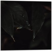 Dibond - Zwarte Libelle  - 50x50cm Foto op Aluminium (Met Ophangsysteem)