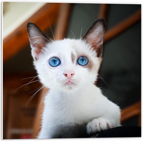 Verlichten staan Bij Forex - Witte Kitten met Blauwe Ogen - 50x50cm Foto op Forex | bol.com