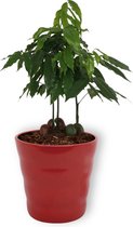Kamerplant Castanospermum Australe - Australische Kastanje - ↕ ± 25cm - Ø 12cm - in rode pot
