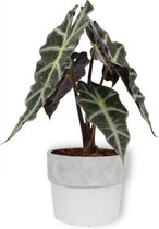 Kamerplant Alocasia Polly - Skeletplant - ± 30cm hoog – 12cm diameter - in betonnen witte pot