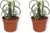 2x Kamerplant Tillandsia Curly Slim -  ± 30cm hoog – 12 cm diameter