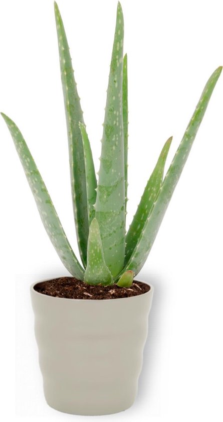 Aloe Vera Kamerplant - ± 30cm hoog - 12cm diameter - in grijze pot