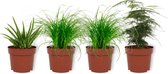 Set van 3 Kamerplanten - Aloë Vera & Asparagus Plumosus & 2 Cyperus Zumula - ±  25cm hoog - 12cm diameter