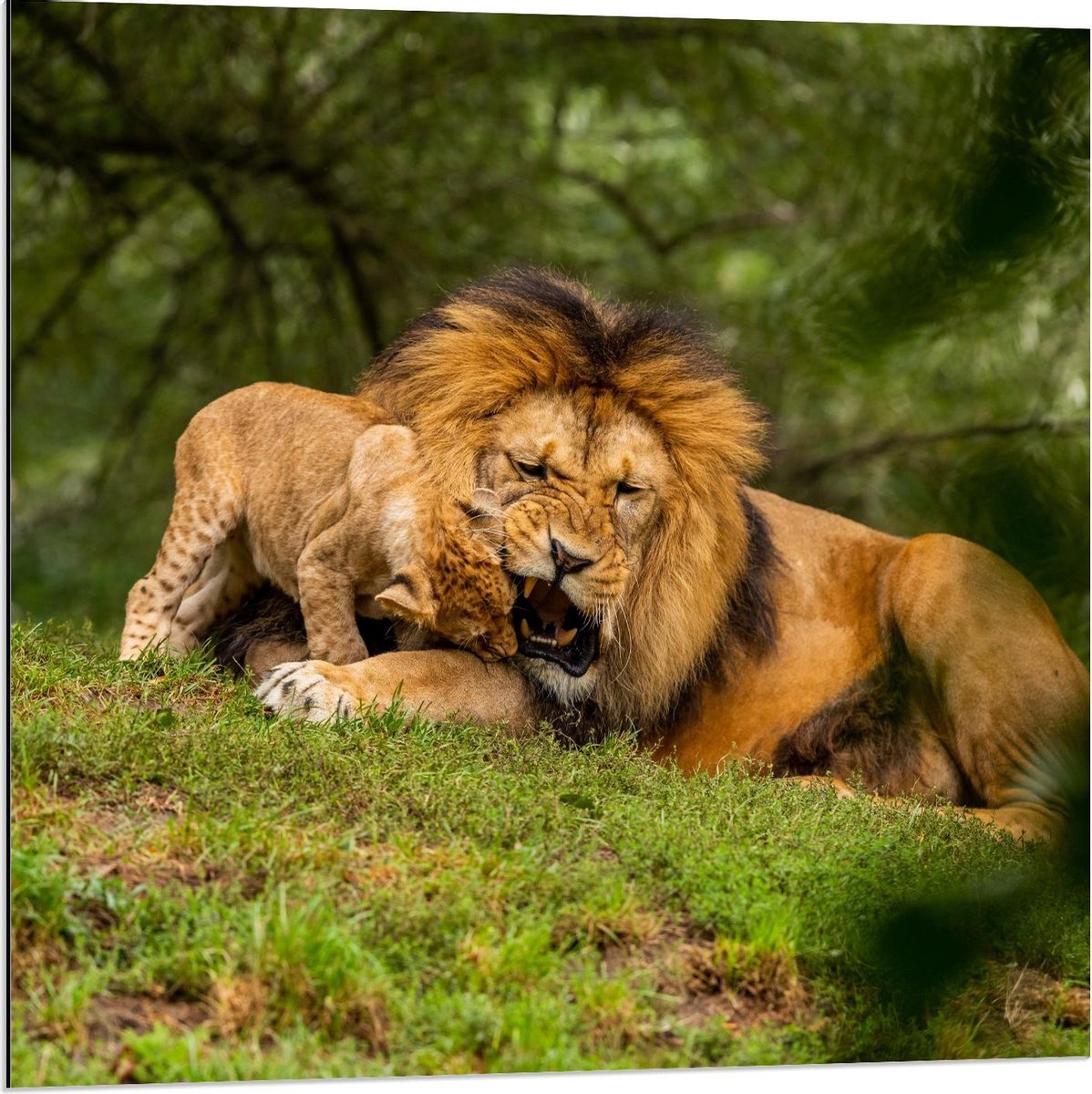 Dibond - Baby Leeuwtje bij Moeder op het Gras - 80x80cm Foto op Aluminium (Wanddecoratie van metaal)