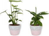 Set van 2 Kamerplanten - Monstera Deliciosa & Musa Tropicana - ±  30cm hoog - 12cm diameter - in betonnen roze pot