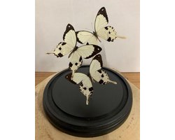 Omslag van Stolp met Papilio Dardanus (3)