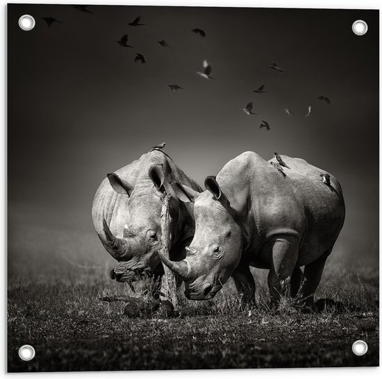 Tuinposter – Koppel Neushorens (zwart/wit) - 50x50cm Foto op Tuinposter  (wanddecoratie voor buiten en binnen)