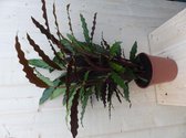 Calathea Wave Star Pauwenplant smal donkergroen blad 60 cm