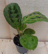 Maranta Leuconeura Tiengebodenplant Groen-Lichtgroen