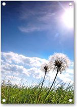 Paardebloemen in de wei op een zonnige dag - Tuinposter 50x70 - Wanddecoratie - Besteposter - Landschap - Natuur - Bloemen