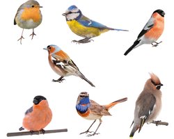 Muurstickers vogels set van  7 vogels | Vogels stickers muur | Dieren  |