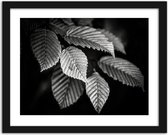 Foto in frame , Bladeren , 70x100cm , Zwart wit  , Premium print