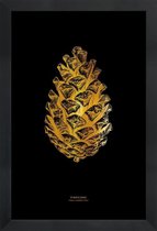 JUNIQE - Poster met houten lijst Pinecone gouden -30x45 /Goud & Zwart