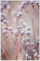 JUNIQE - Poster met kunststof lijst Cotton Buds -13x18 /Paars & Roze