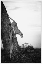 JUNIQE - Poster met kunststof lijst Pouncing Leopard -40x60 /Wit &