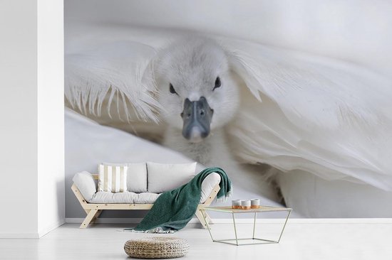 Papier Peint Papiers Papier Peint Photo Bebe Cygne Largeur 600 Cm X Hauteur 400 Cm Bol Com