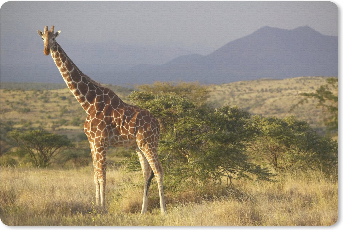 Muismat Giraffe - Giraffe in de Savanne muismat rubber - 60x40 cm - Muismat met foto