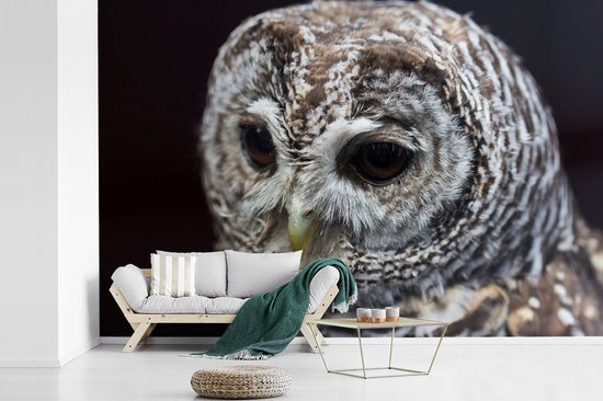 Papier peint photo vinyle - Chouette hulotte sur fond noir largeur 330 cm x hauteur 220 cm - Tirage photo sur papier peint (disponible en 7 tailles)
