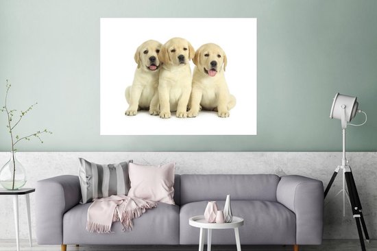 Trois adorables chiots Labrador Retriever Poster 160x120 cm - Tirage photo sur Poster (décoration murale salon / chambre) / Poster Animaux domestiques XXL / Groot format!