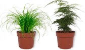 Set van 2 Kamerplanten - Cyperus Zumula & Asparagus Plumosus- ±  30cm hoog - 12cm diameter