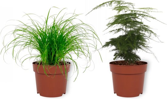 Set van 2 Kamerplanten - Cyperus Zumula & Asparagus Plumosus- ± 30cm hoog - 12cm diameter