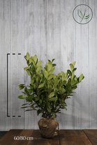 10 stuks | Laurier 'Rotundifolia' Kluit 60-80 cm - Grootbladig - Snelle groeier - Snel zichtdicht - Wintergroen