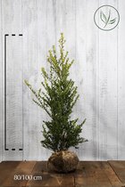 10 stuks | Japanse hulst 'Green Hedge' Kluit 80-100 cm - Bloeiende plant - Compacte groei - Geschikt als hoge en lage haag - Kleinbladig - Wintergroen