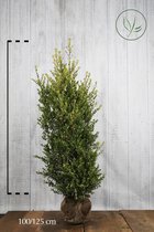 10 stuks | Japanse hulst 'Green Hedge' Kluit 100-125 cm - Bloeiende plant - Compacte groei - Geschikt als hoge en lage haag - Kleinbladig - Wintergroen