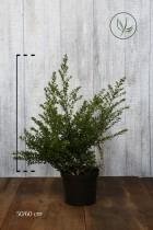 10 stuks | Japanse hulst 'Convexa' Pot 50-60 cm - Formele haag - Geschikt als lage haag - Kleinbladig - Wintergroen - Zeer winterhard