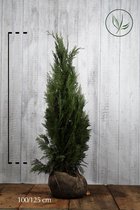 10 stuks | Blauwe Californische cipres Kluit 100-125 cm Extra kwaliteit | Standplaats: Halfschaduw/Volle zon | Latijnse naam: Chamaecyparis lawsoniana Columnaris Glauca stevige pla