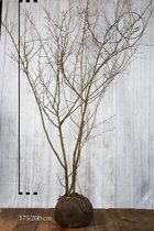 10 stuks | Krentenboom Kluit 175-200 cm | Standplaats: Schaduw/Volle zon/Halfschaduw | Latijnse naam: Amelanchier lamarckii