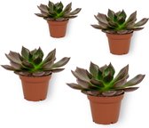 Set van 4 Vetplanten - Echeveria Echoc- ± 12cm hoog - 7cm diameter