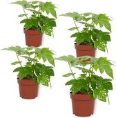 Set van 4 Kamerplanten - Fatsia Japonica - ± 25cm hoog - 12cm diameter