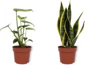 Set van 2 Kamerplanten - Monstera Deliciosa & Sansevieria Laurentii - ±  30cm hoog - 12cm diameter