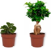 Set van 2 Kamerplanten - Peperomia Green Gold & Ficus Ginseng- ±  30cm hoog - 12cm diameter