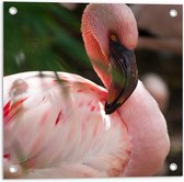 Tuinposter – Mooie Roze Flamingo  - 50x50cm Foto op Tuinposter  (wanddecoratie voor buiten en binnen)