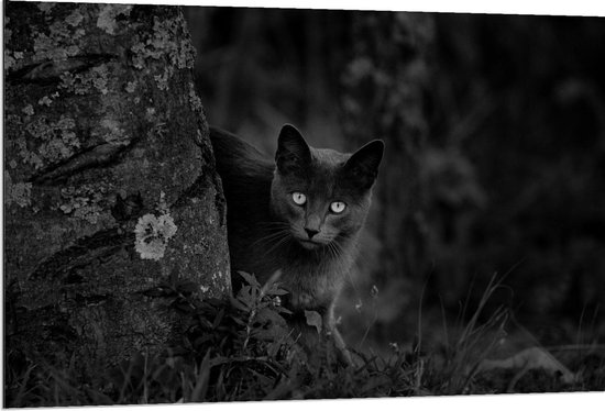 Dibond - Zwarte Kat Schuilend Achter Boom - 120x80cm Foto op Aluminium (Wanddecoratie van metaal)