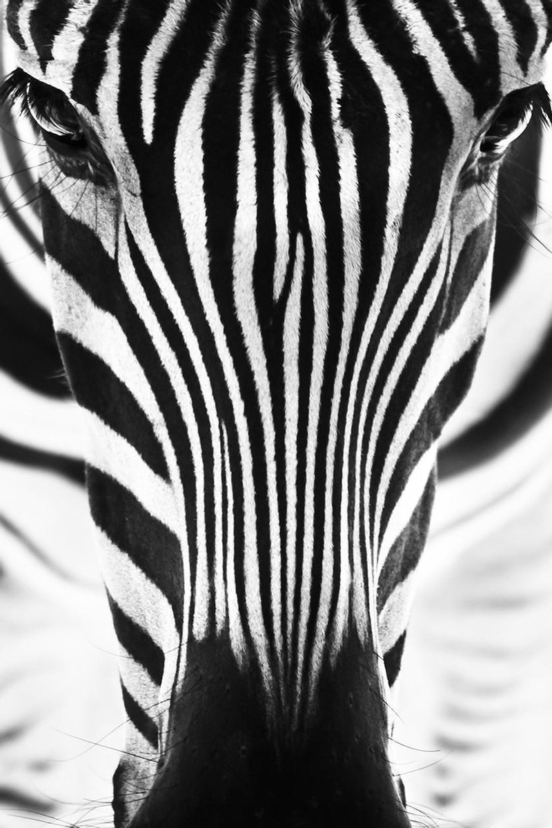 Black & white – 80cm x 120cm - Fotokunst op PlexiglasⓇ incl. certificaat & garantie.