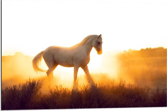 Dibond - Wit Paard tegen Zonlicht - 90x60cm Foto op Aluminium (Met Ophangsysteem)