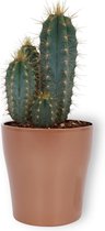 Cactus Pilosocereus Azureus  - ± 25 cm hoog – 12cm diameter - in koperkleurige pot